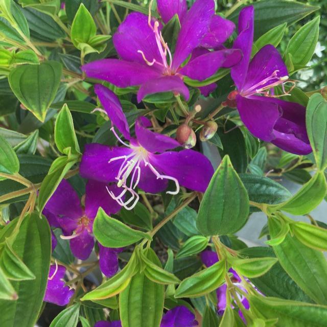 Cây giống hoa sim tím cảnh  cao 30-40cm