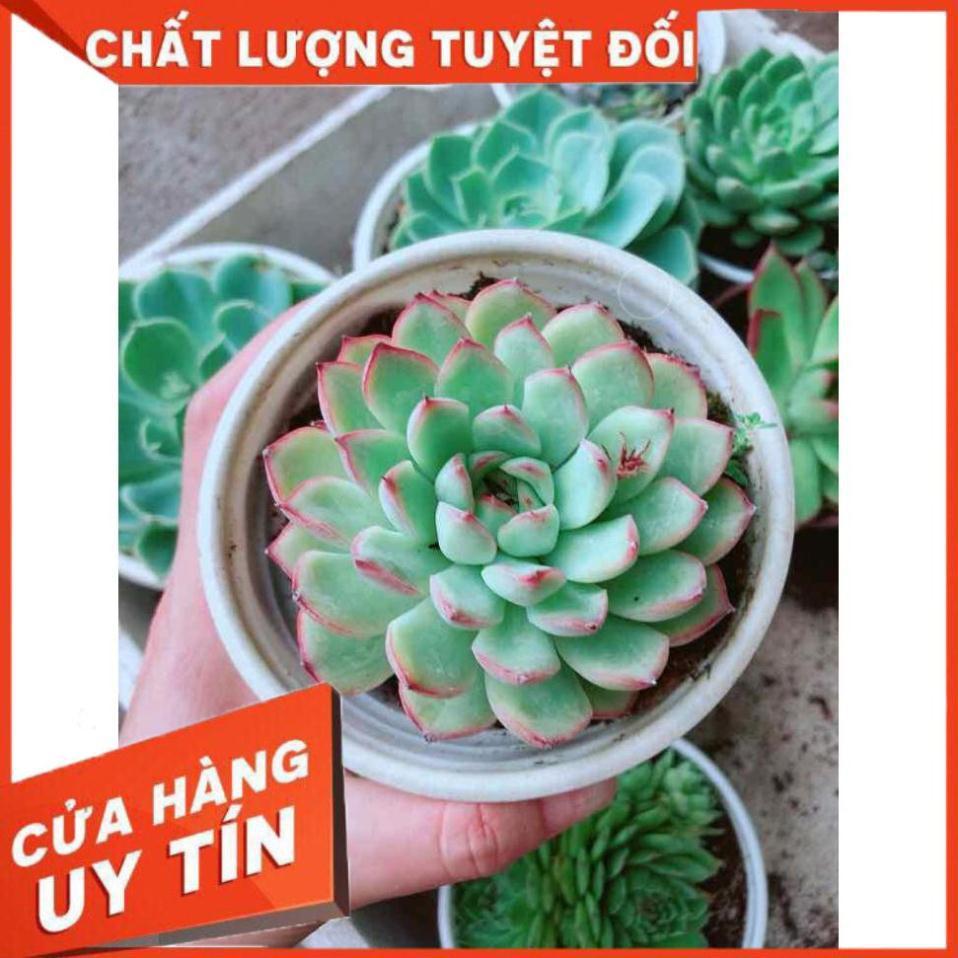 Sen đá viền hồng Nhiều Người Mua
