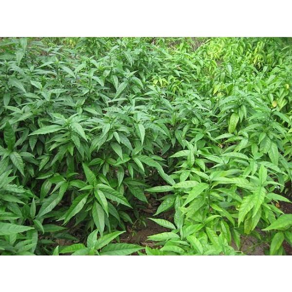 Bầu cây giống rau mảnh cộng - bầu giống nhỏ