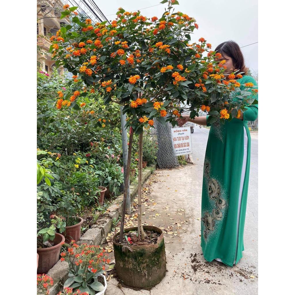 Cây Ngũ Sắc Dáng Tree Hoa Quanh Năm Siêu Đẹp 981SP