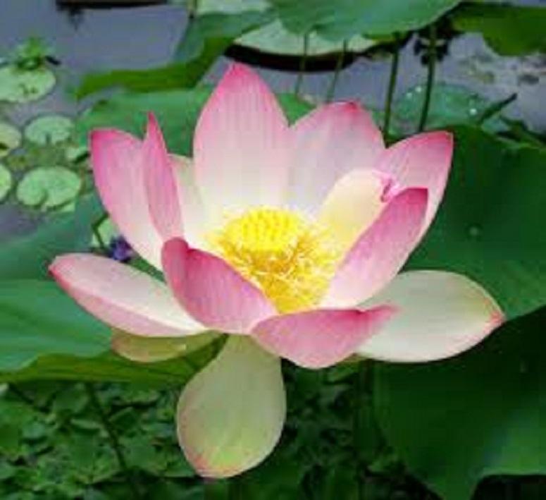 Củ sen cung đình giống