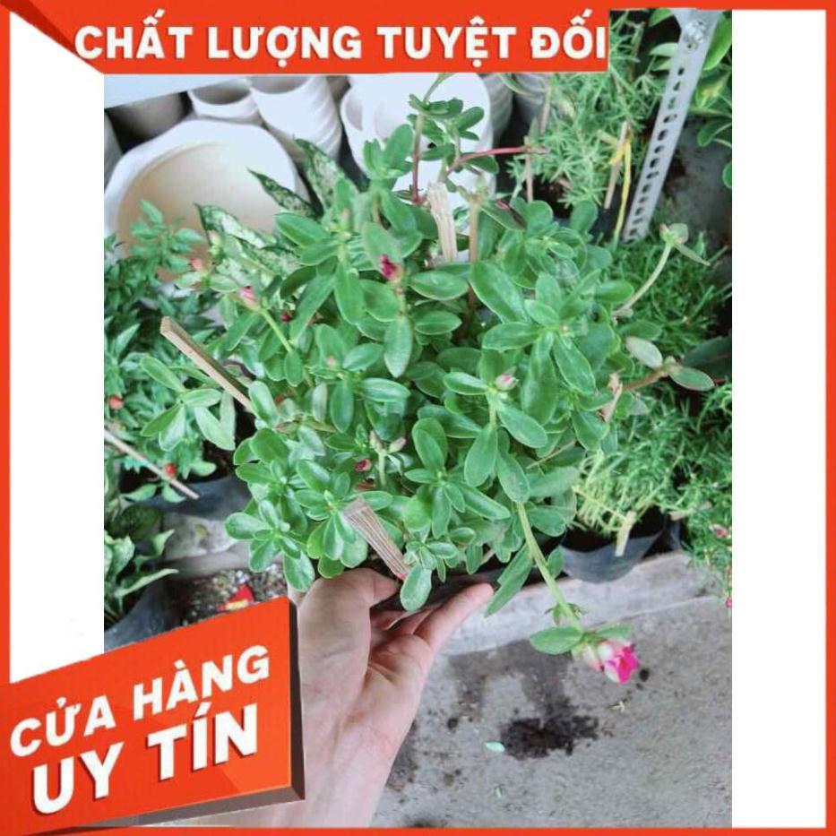 Cây hoa sam Nhiều Người Mua