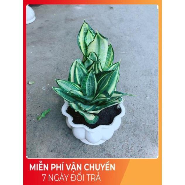 Chậu Lưỡi Hổ Thái