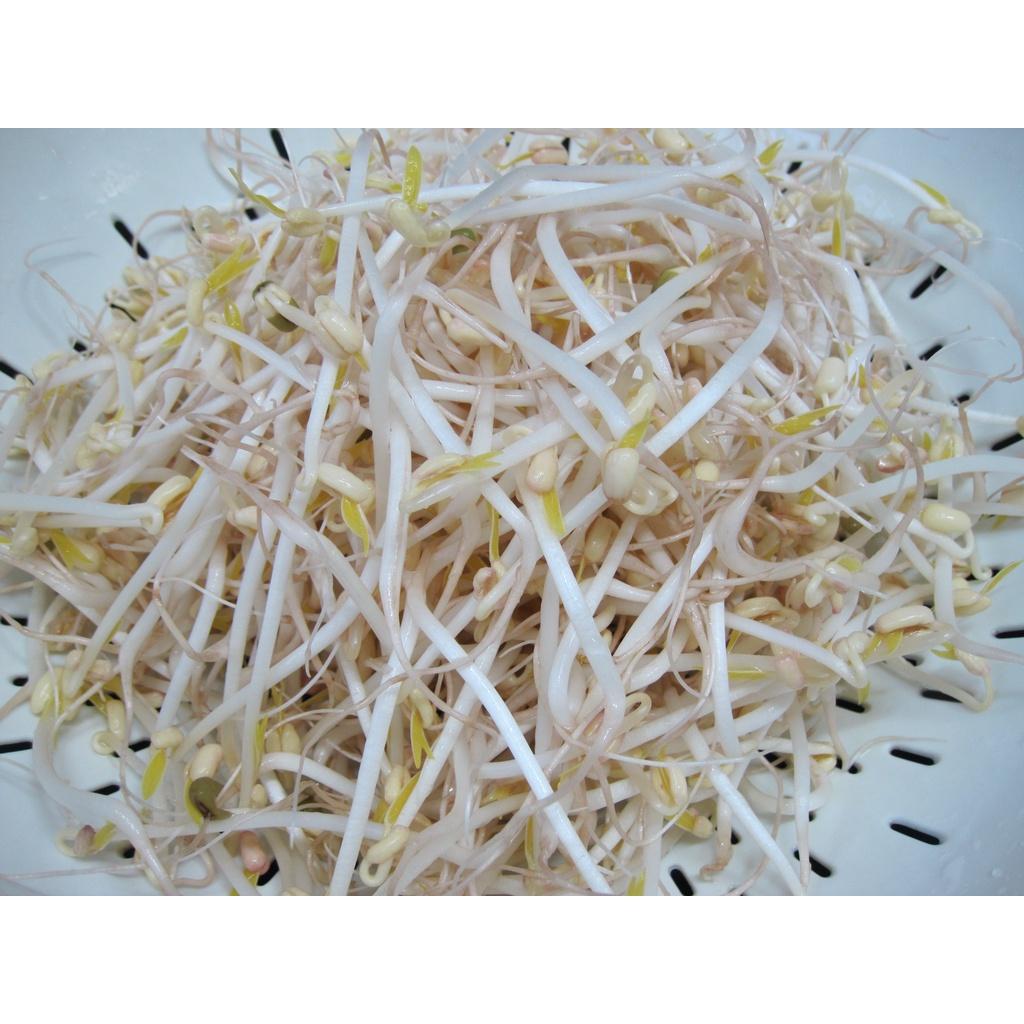 Hạt giống rau mầm giá đậu xanh Rado 07 gói 50gr Rạng Đông - 500g mầm/50g hạt Thu hoạch: 5-7 ngày sau gieo