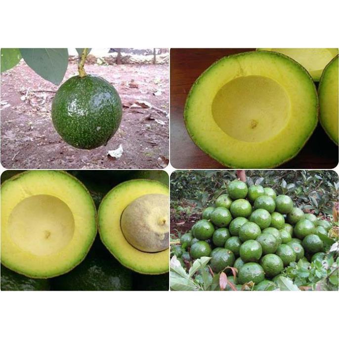 CÂY GIỐNG BƠ SÁP BOOTH 7 SIÊU NGON SIÊU QUẢ- CAM KÊT GIỐNG CHUẨN F1 + Tặng 01 cây dâu da đất