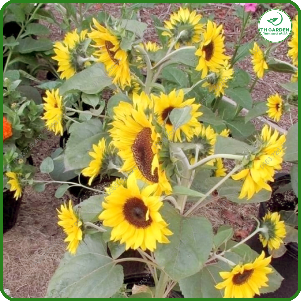 Hạt Giống Hoa Hướng Dương Tháp - Dòng Hoa Hướng Dương Siêu Nhiều Hoa, Hạt Giống Dễ Trồng Dễ Chăm Sóc, Hoa Thơm, Bền Màu, Lâu Tàn