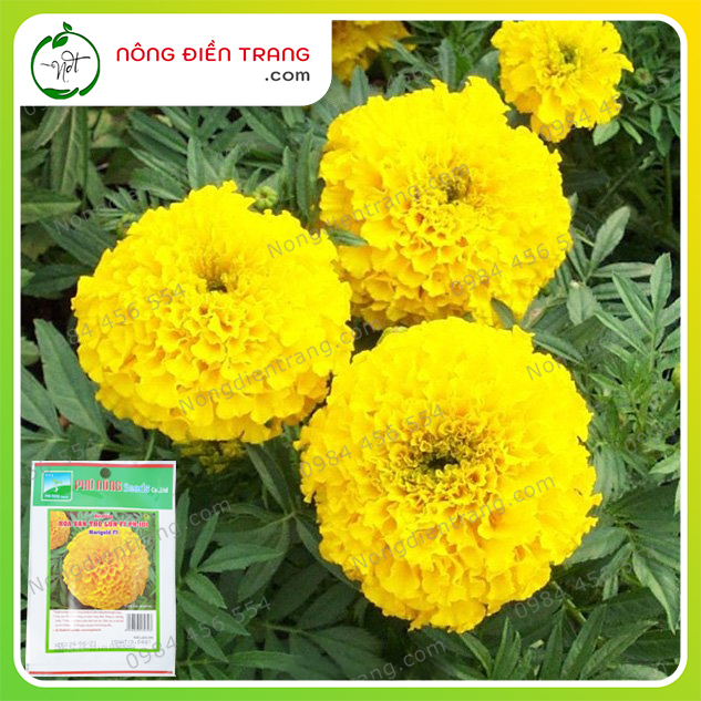 Hạt Giống Hoa Vạn Thọ Lùn Vàng Phú Nông - Gói 15 Hạt - Sinh Trưởng Mạnh. Kháng Bệnh Tốt VTNN Nông Điền Trang