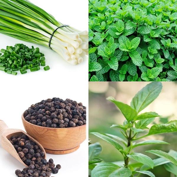 COMBO 3 loại Hạt giống rau gia vị CHỈ 20K