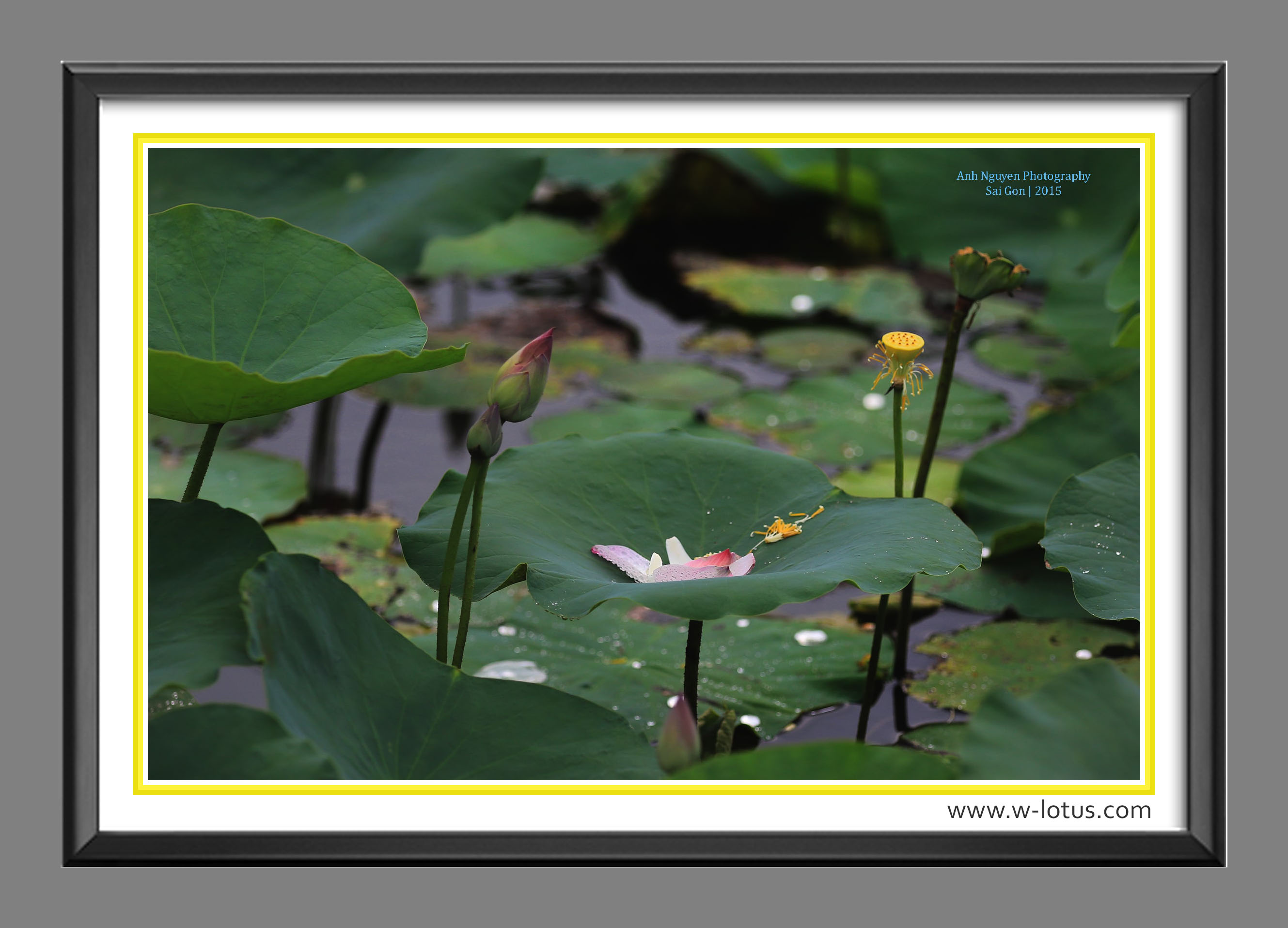 Tranh canvas hoa Sen treo phòng khách ST-00293