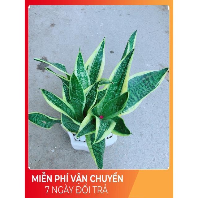 Chậu Lưỡi Hổ Size Lớn