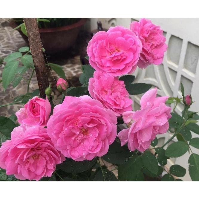 Cây hoa hồng cổ Son môi, dòng hoa cổ thơm nhất VN