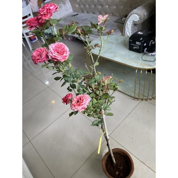 Cây giống hoa Hồng tezza Hồng thân gỗ dáng tree -bầu to lớn, cây trưởng thành trưởng thành