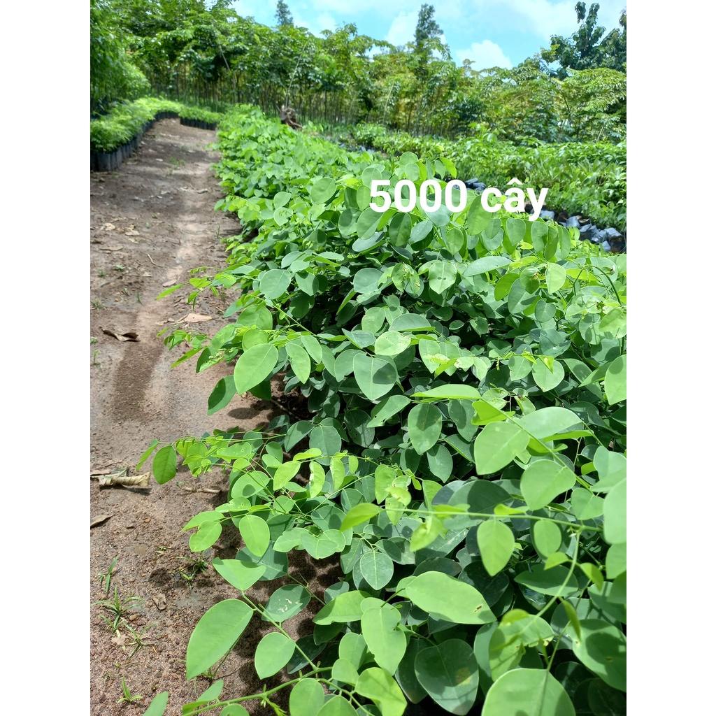 Trắc Đỏ, Cẩm Lai Nam Bộ giống - 50 gram