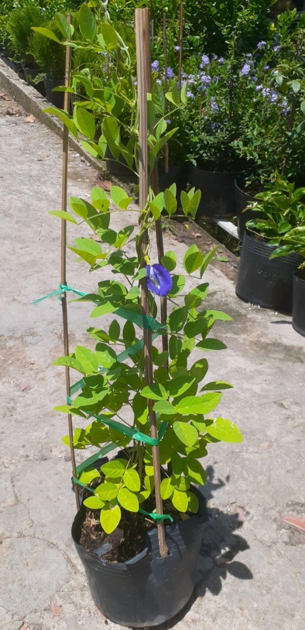 Cây hoa đậu biếc cây đẹp giống chuẩn
