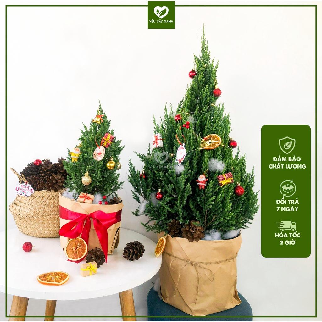Cây Sơn Tùng Noel + TẶNG kèm giấy Kraft khổ lớn trang trí cây