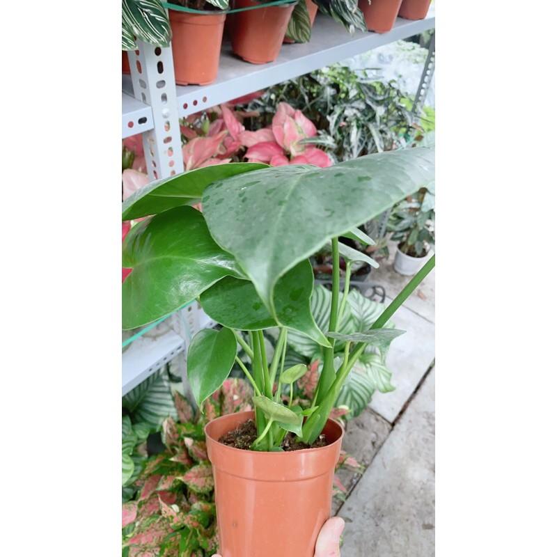 Trầu Bà Lá Xẻ Mini