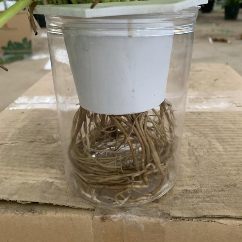 Cây vạn niên thanh thuỷ sinh lá sáng bán kính 25-30cm, cây phong thuỷ xanh tươi quanh năm, trồng nội thất và để bàn