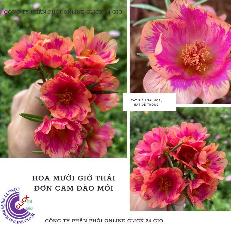 1 Ký Cành Giống Hoa Mười Giờ Thái Đơn Cam Đào Siêu Siêng Hoa, Màu Mới Nhập Khẩu Đẹp Rực Rỡ