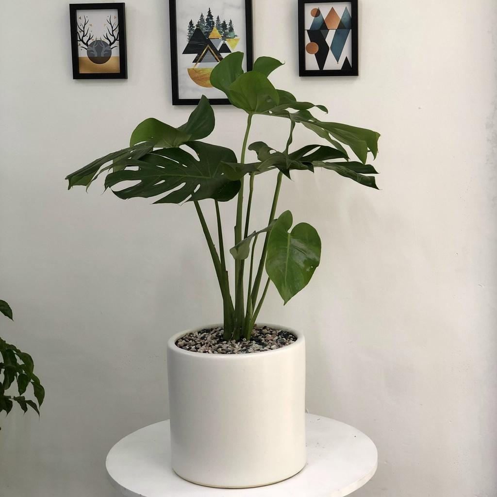 Cây Monstera Deliciosa Trầu Bà Lá Xẻ