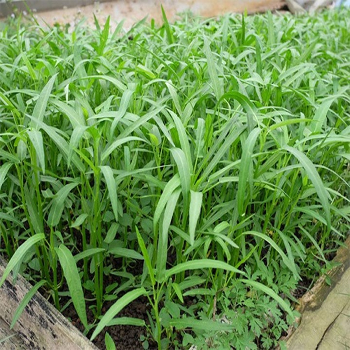 Hạt giống Rau muống lá tre 12