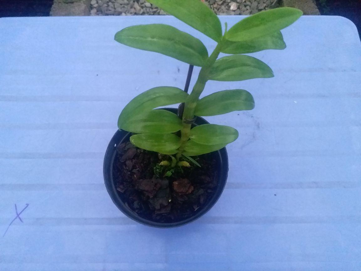CHẬU HOA LAN PHI ĐIỆP 5CT GÁI NHẢY THÂN THỦ QUA ĐẸP cây cực đẹp