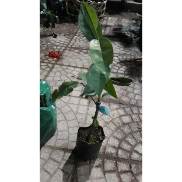 Sản phẩm CÂY MÃNG CẦU XIÊM GHÉP