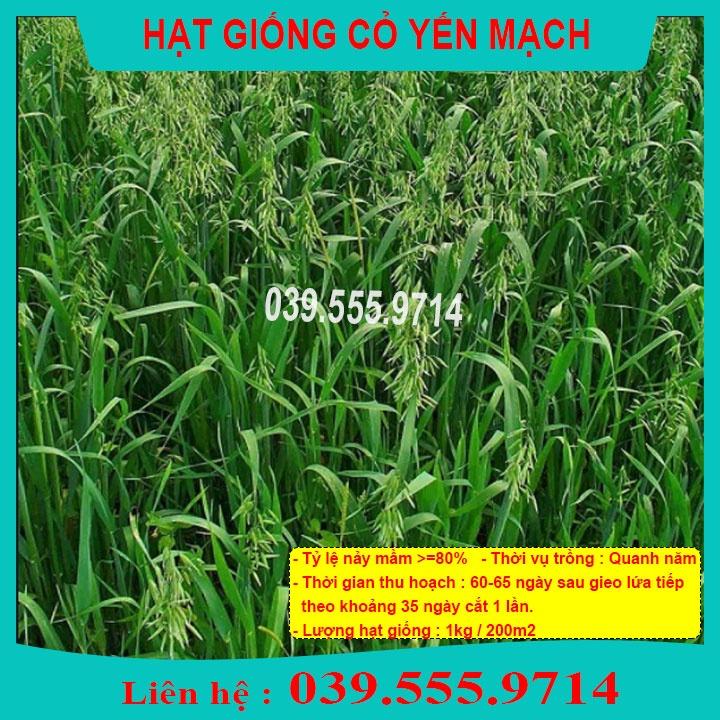 HẠT GIỐNG CỎ CHĂN NUÔI YẾN MẠCH 1Kg- Cỏ Chịu Lạnh - CCN - CS