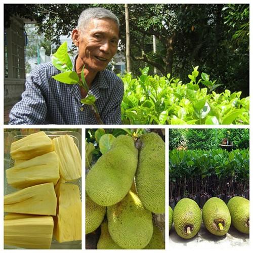 CÂY GIỐNG MÍT KHÔNG HẠT SIÊU NGỌT.CAM KẾT GIỐNG CHUẨN, BẢO HÀNH CHUẨN F1 - cgmkhcf1