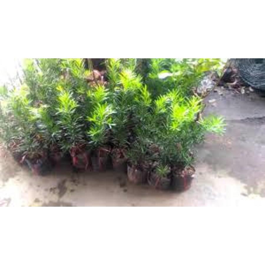 CÂY GIỐNG TÙNG LA HÁN - CÂY NHỎ