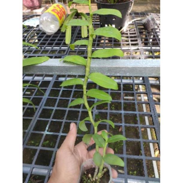 Sản Phẩm Hoa lan Giả Hạc Hồng Long