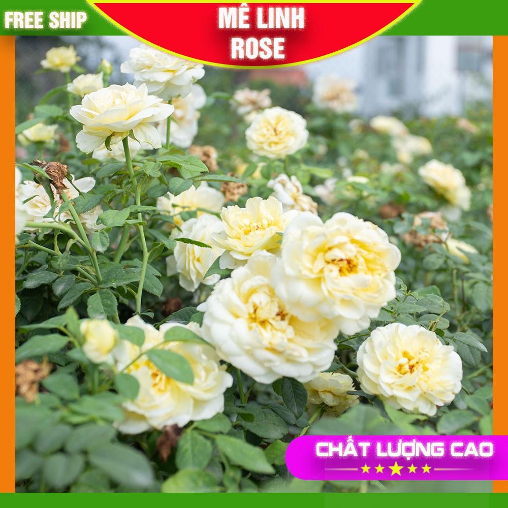 Hoa Hồng Ngoại Màu Trắng- Vàng Tươi Sáng Bông Nở To Mùi Hương Thơm Nhẹ