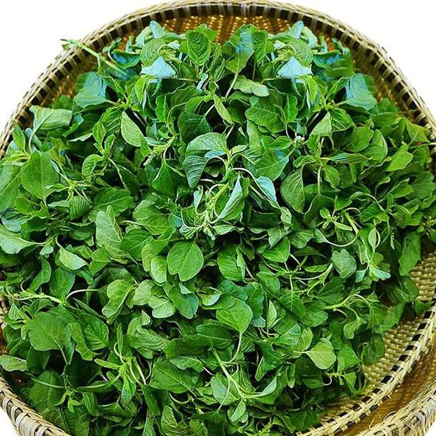 Combo 2 gói Hạt giống rau dền cơm dể trồng f1- Gói 10gram-tặng kèm gói phân bón lót
