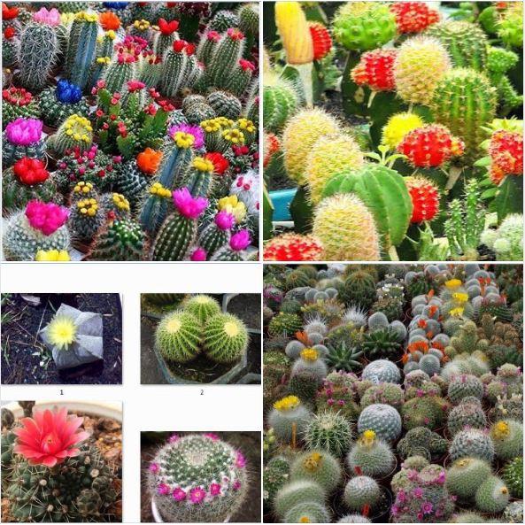 Combo 03 gói hạt giống Sen Đá + Xương Rồng + Đá Sống
