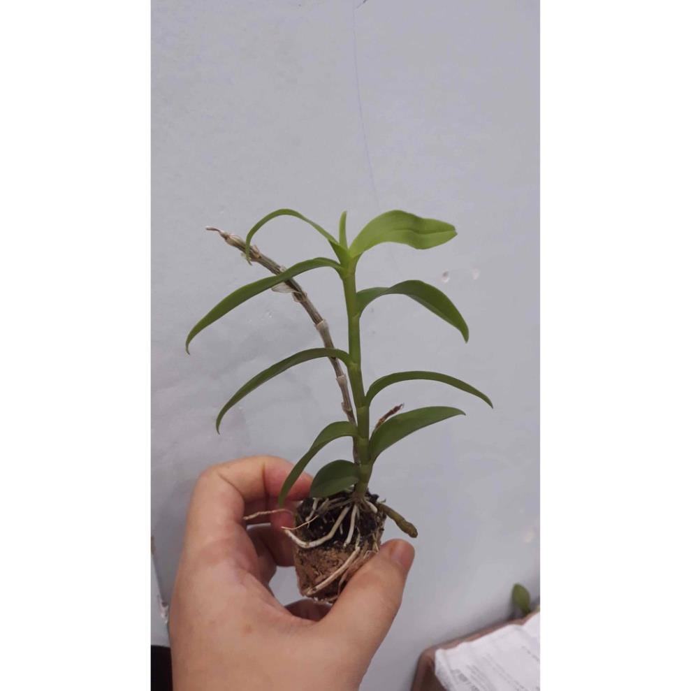 Sản Phẩm Hoa phong lan phi điệp trắng