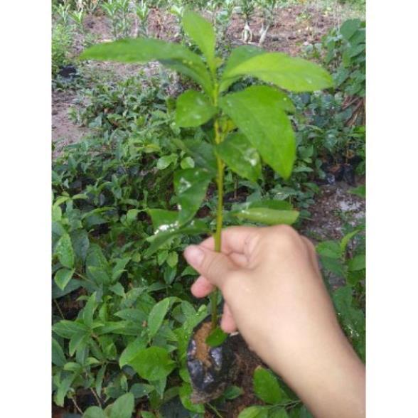 Com bo 10 cây giống nhài nhật