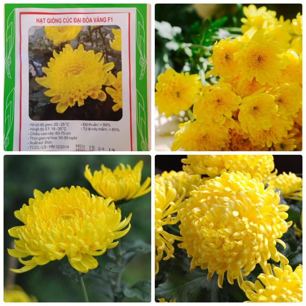 Combo 4 gói hạt giống hoa các loại dễ trồng ,ngắn ngày-gói 50 hạt/tặng kèm gói phân bón lót