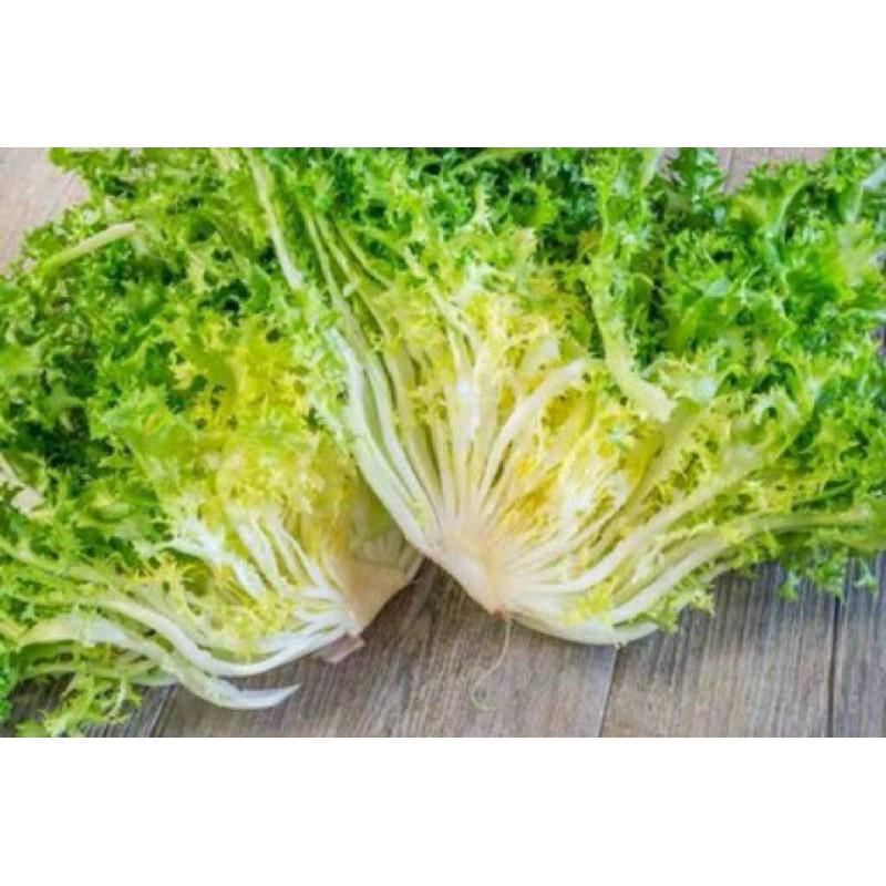 Tổng hợp các loại hạt giống xà lách nhập khẩu năng xuất cao