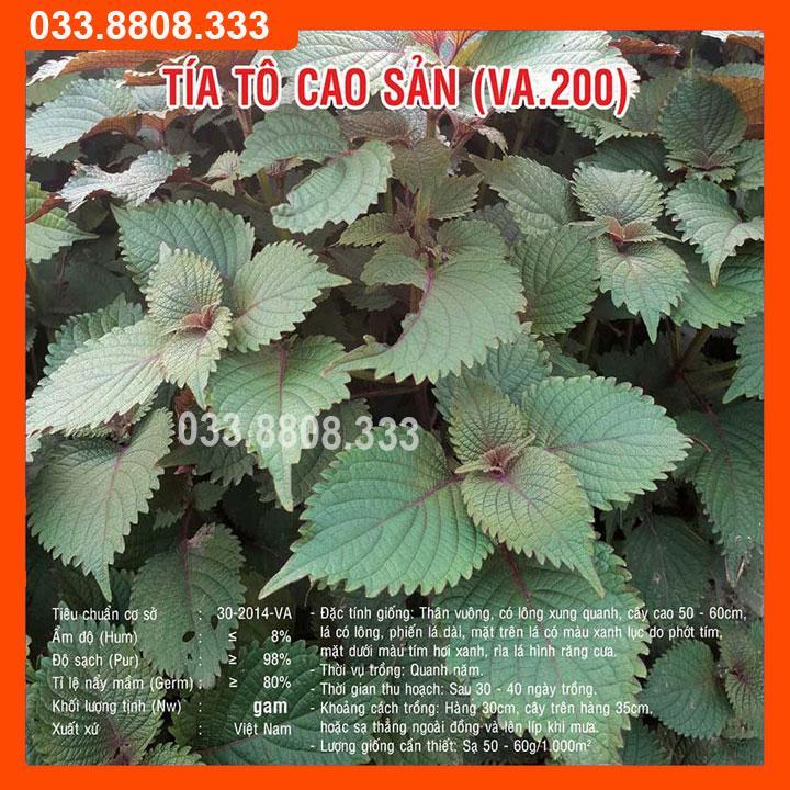 HẠT GIỐNG RAU TÍA TÔ - CHẤT LƯỢNG HẠT GIỐNG CAO
