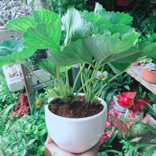 Chậu Cây Dâu Tây