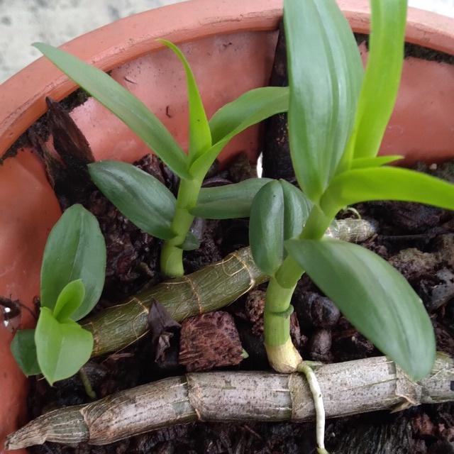Phi điệp 5CT TIÊN SA siêu đẹp