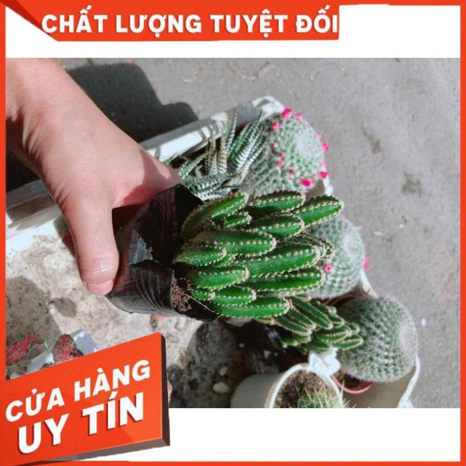 Xương rồng thanh sơn Nhiều Người Mua