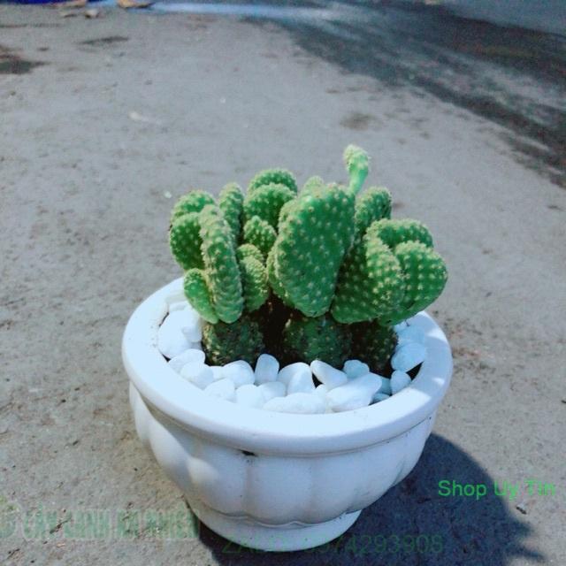 Chậu Xương Rồng Tai Thỏ