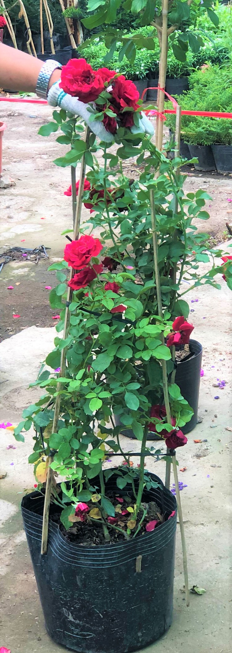 Chậu hồng leo cổ Hải Phòng cao 120 - 150 cm trồng nơi có nhiều nắng