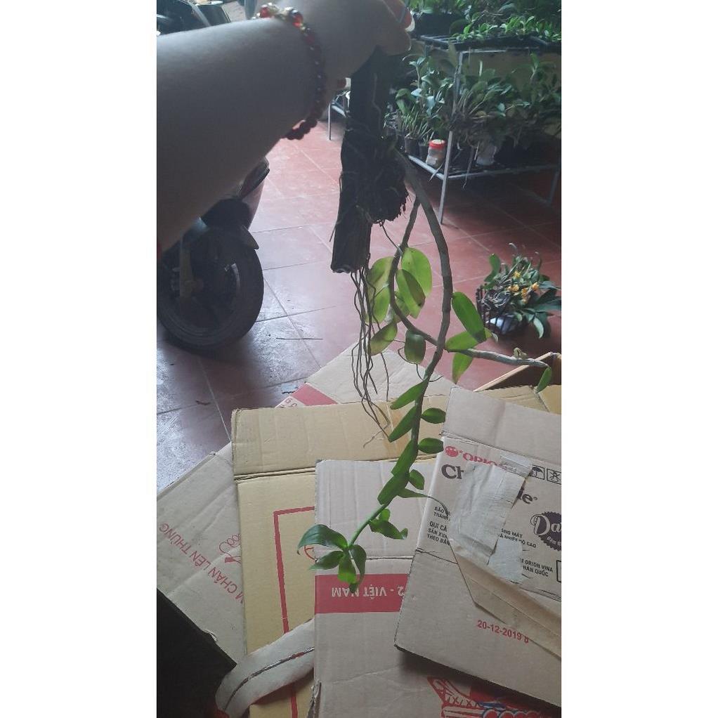 Hoa phong lan phi điệp tím thái+ 700g phân thỏ hữu cơ ki mập khỏe ấm chậu