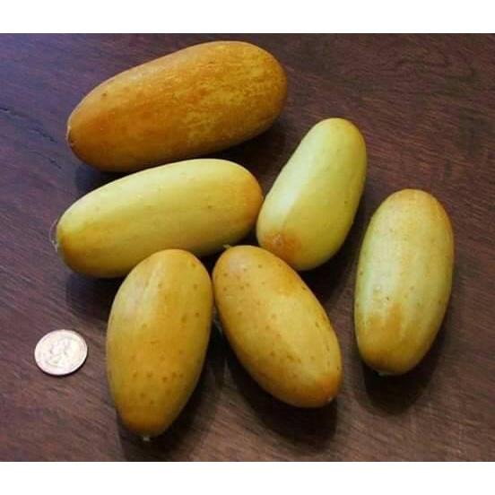 Hạt giống dưa chuột đá F1 KNS3357 - Gói 10 hạt