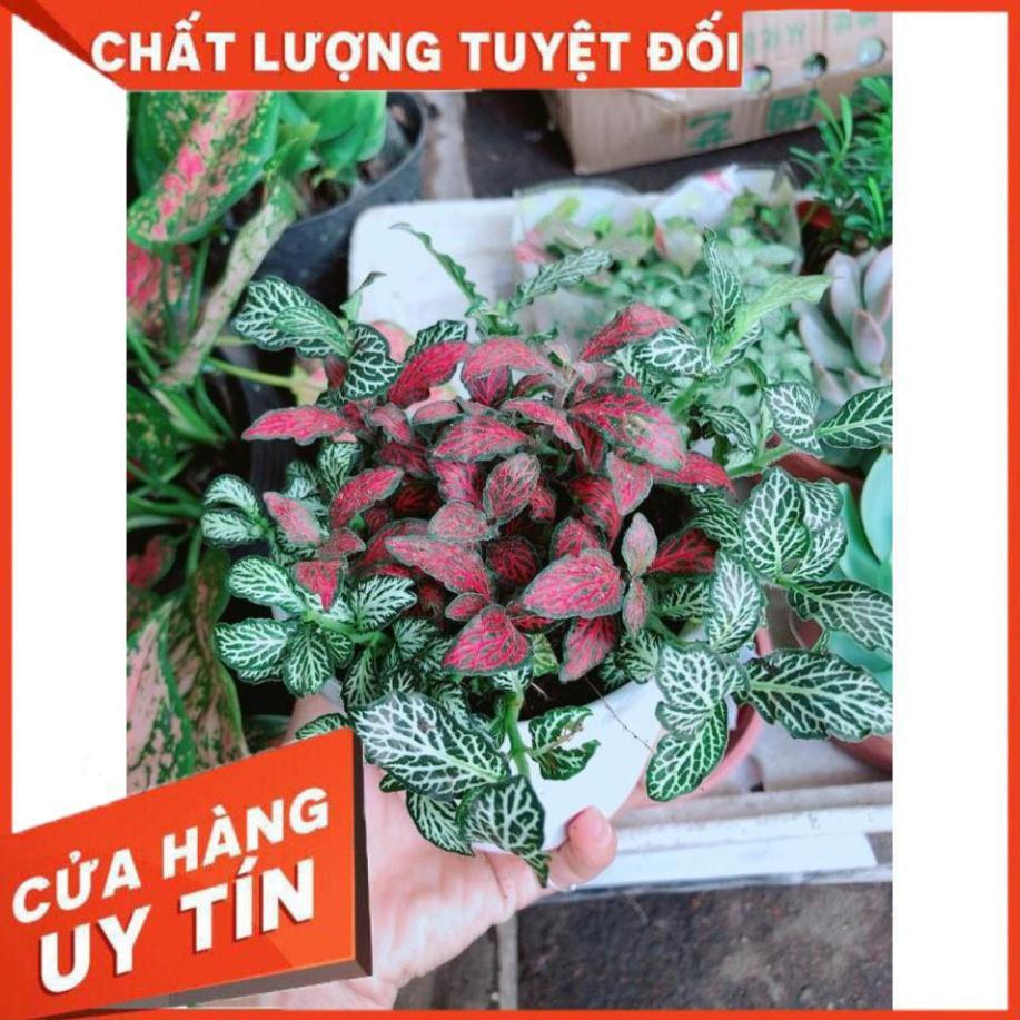 Combo hai chậu cây cẩm nhung xanh+đỏ Nhiều Người Mua