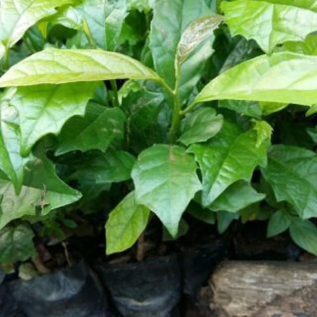 COMBO 5 CÂY XẠ ĐEN cây giống thuần chủng F1