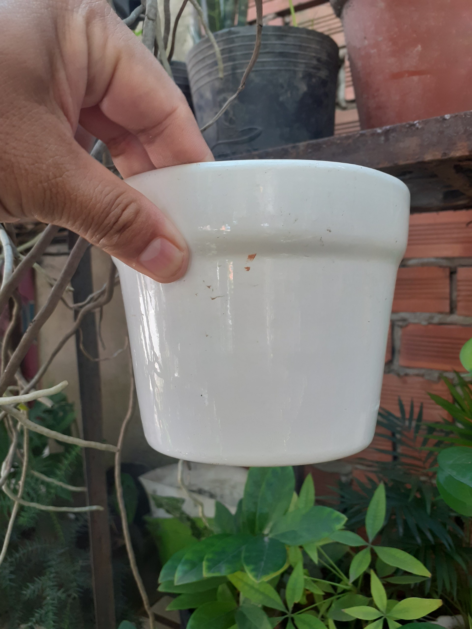 Chậu đất nung TRÁNG MEN MÀU TRẮNG có thành miệng chậu.