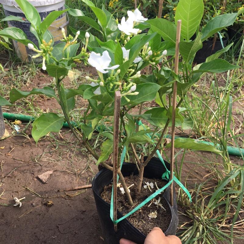 Cây ngọc bút trồng bịch đen cao 25-30 cm đã có hoa và nụ thích hợp trang trí sân vườn