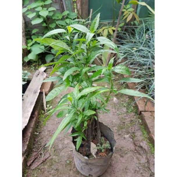 Chậu cây hoàn ngọc trắng cỡ to - Đơn hàng thanh toán trước tặng 1 cây giống